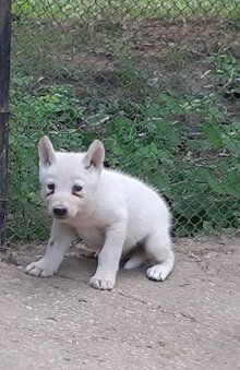 Зоопаркът във Варна отчита бум на бели бебета