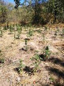 При полицейска операция във варненско село са открити 119 растения от вида на конопа