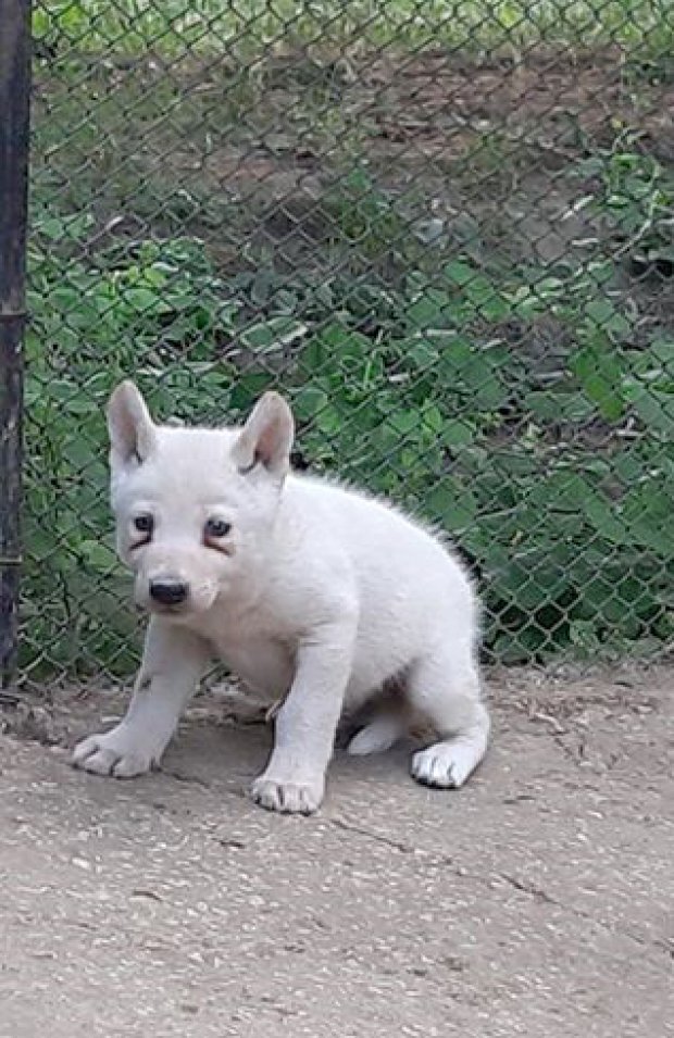 Зоопаркът във Варна отчита бум на бели бебета