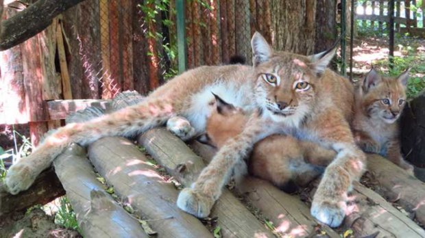 Две рисчета се родиха в Софийския зоопарк