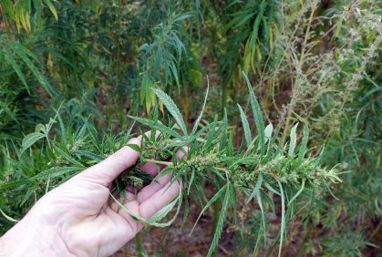 Sofia Authorities Bust State-of-the-art Cannabis Plantation