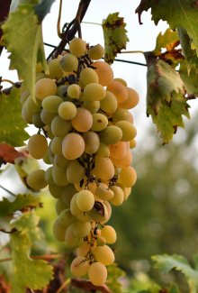 Подбрани сортове грозде на 1500 декара лозови насаждения и модерно винопроизводство привличат туристи във Видинско