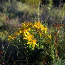 Риган, жълт кантарион и лайка са най-събираните билки в областите Хасково и Кърджали