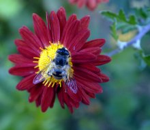 Environmentalists Demand Complete Ban on Neonicotinoide Insecticides