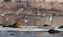 Стотици корморани населиха  бреговете на река Тунджа  и водните басейни наоколо