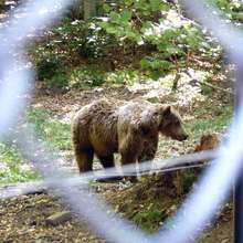 Специално засадени плодни дръвчета ще помагат за изхранването на мечките на Витоша