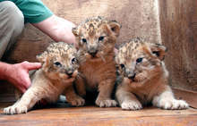 Продават на търг с тайно наддаване трите лъвчета от разградския зоокът 