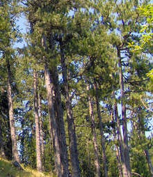 В община Стралджа са подготвени 158 декара за залесяване с черен бор