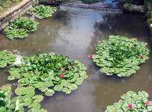 Под мотото "Есента в Кайлъка" в плевенския парк започва пленер с участието на осем професионални живописци