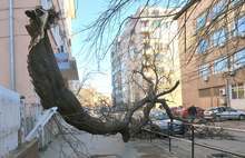 Вятър със скорост 30 метра в секунда изкорени дървета и стълбове в Монтанско