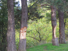 Регистрирани са нови посегателства  в горските територии  в м. "Голак" над Разлог