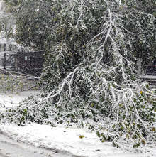През почивните дни екипите на противопожарната служба в Монтанско са разчиствали множество паднали дървета по пътищата в региона