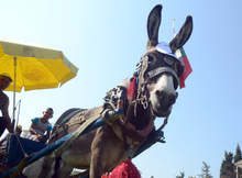 Хиляди зрители наблюдаваха  30-то  Биорали в Гурково