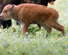 Бизонче се е родило в ловешкия зоопарк