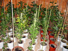 Задържаха пенсионерка за отглеждане на канабис