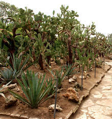 В очакване на първия сняг колекцията от кактуси в Университетската ботаническа градина в Балчик е прибрана в оранжерия
