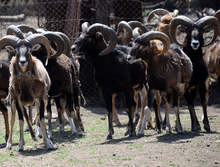 Югозападното държавно предприятие разполага  с протоколи, които доказват, че "син език"  е причина за смъртта на муфлоните в "ДЛС Дикчан"