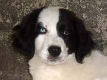 Ръководството на парк "Странджа" дари кучета-пастири на местни животновъди 