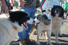 Републиканска киноложка изложба  събра в Разлог 228 кучета  от породата българско овчарско куче