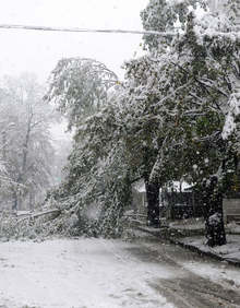 Във Велико Търново продължава разчистването на счупени дървета и клони  от обилния снеговалеж през почивните дни