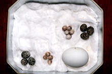 Бургаският съд наказва условно британец за ограбване на гнезда на защитени видове