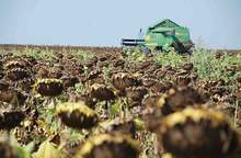 С по-нисък от миналогодишния среден добив от декар започна жътвата на слънчогледа в Силистренско 