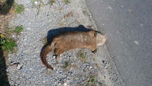 Видри биват прегазвани по пътищата при сезонната си миграция,  алармира еколог от община Сливен