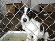 Ден на отворените врати поощрява осиновяването  на кучета в Общинския приют за безстопанствени  животни в Стара Загора