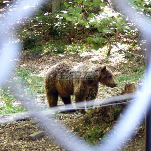 Специално засадени плодни дръвчета ще помагат за изхранването на мечките на Витоша