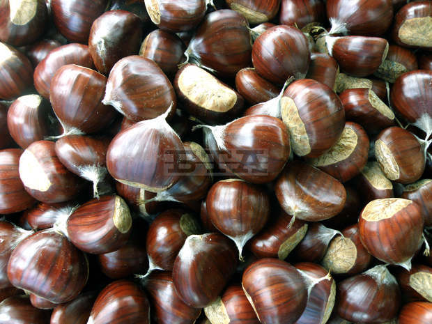 Пъстроцветен фестивал на кестена организира в село Коларово дирекцията на Природния парк "Беласица"