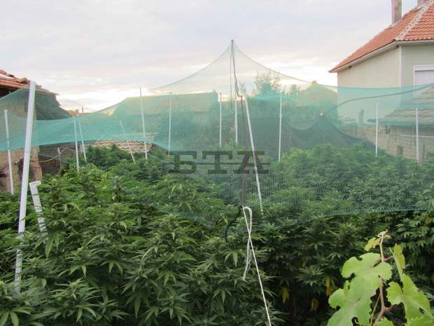 Полицията откри мини оранжерия  с марихуана в Кънчево 