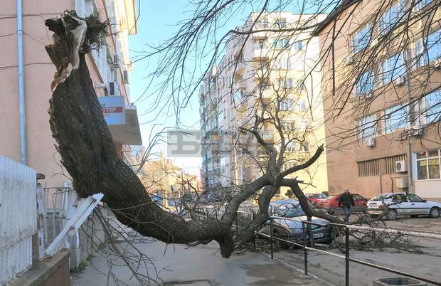 Вятър със скорост 30 метра в секунда изкорени дървета и стълбове в Монтанско