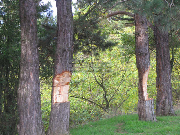 Регистрирани са нови посегателства  в горските територии  в м. "Голак" над Разлог