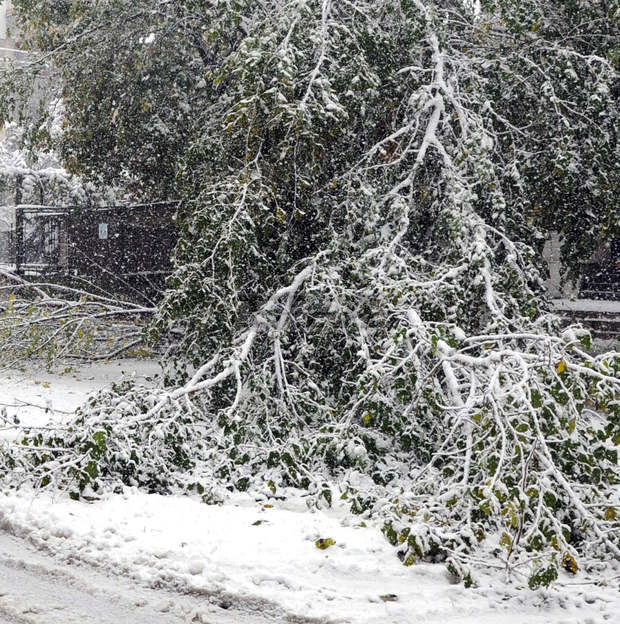 През почивните дни екипите на противопожарната служба в Монтанско са разчиствали множество паднали дървета по пътищата в региона
