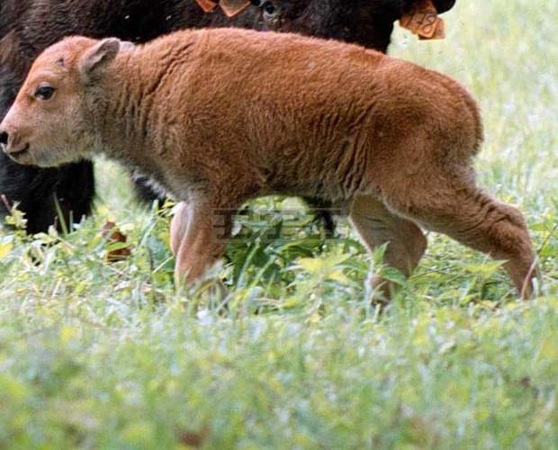 Бизонче се е родило в ловешкия зоопарк