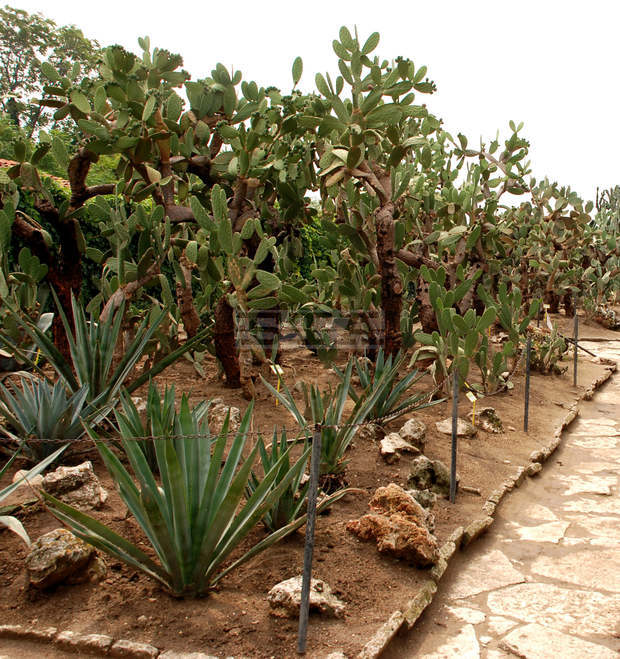 В очакване на първия сняг колекцията от кактуси в Университетската ботаническа градина в Балчик е прибрана в оранжерия