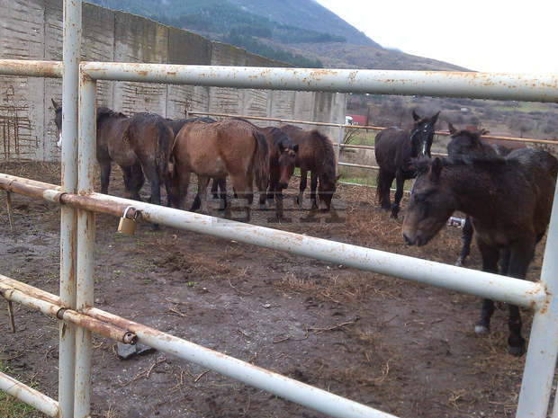 Безстопанствени коне са били  прибрани от служители на Общината,  а по-късно са били откраднати 