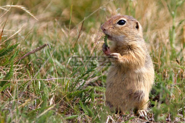 Инициативата "По-диви Родопи" купува земя за лалугери