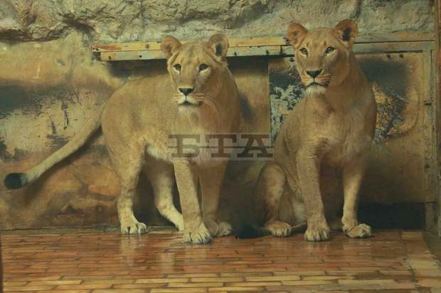В Зоологическата градина в София вече живеят две нови млади лъвици