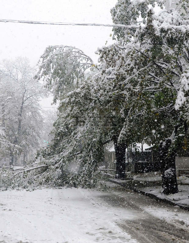 Във Велико Търново продължава разчистването на счупени дървета и клони  от обилния снеговалеж през почивните дни