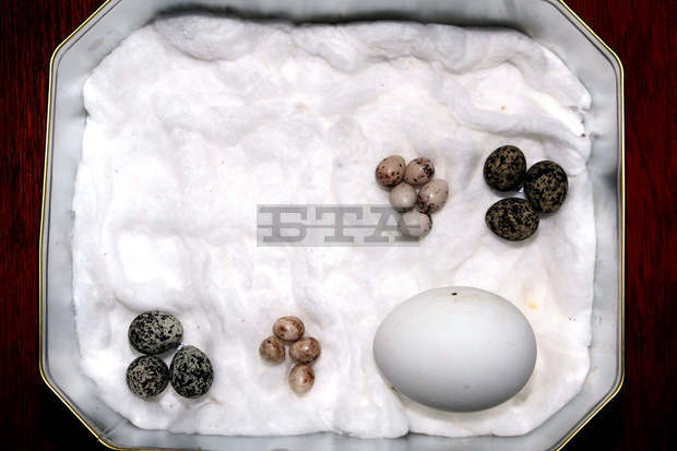 Бургаският съд наказва условно британец за ограбване на гнезда на защитени видове