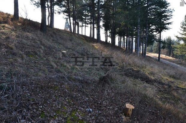 Бракониери са отрязали около 20 борчета в парка "Розариум" в Благоевград Бракониери са отрязали около 20 борчета в парка "Розариум" в Благоевград