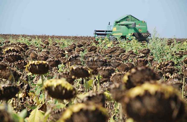 С по-нисък от миналогодишния среден добив от декар започна жътвата на слънчогледа в Силистренско 