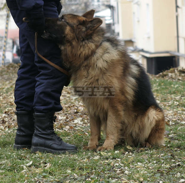 Следово куче е било използвано в издирвателна акция на възрастна жена от кърджалийско село Следово куче е било използвано в издирвателна акция на възрастна жена от кърджалийско село