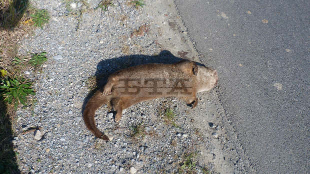 Видри биват прегазвани по пътищата при сезонната си миграция,  алармира еколог от община Сливен