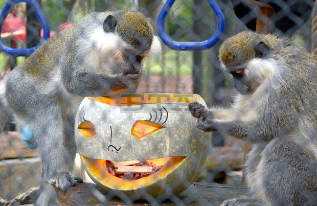 Обитателите на зоопарка във Варна получиха специално Хелоуин меню