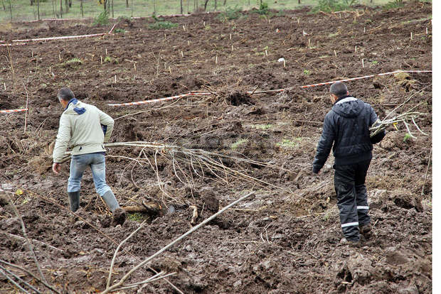 Община Болярово ще засади 600 декара широколистни гори Община Болярово ще засади 600 декара широколистни гори