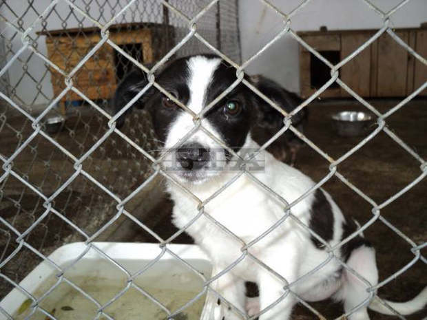 Ден на отворените врати поощрява осиновяването  на кучета в Общинския приют за безстопанствени  животни в Стара Загора