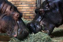 Почина женският хипопотам в Столичната зоологическа градина