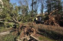 Урагенен вятър повали десетки стогодишни дървета във Вършец, вицепремиерът Томислав Дончев посети града